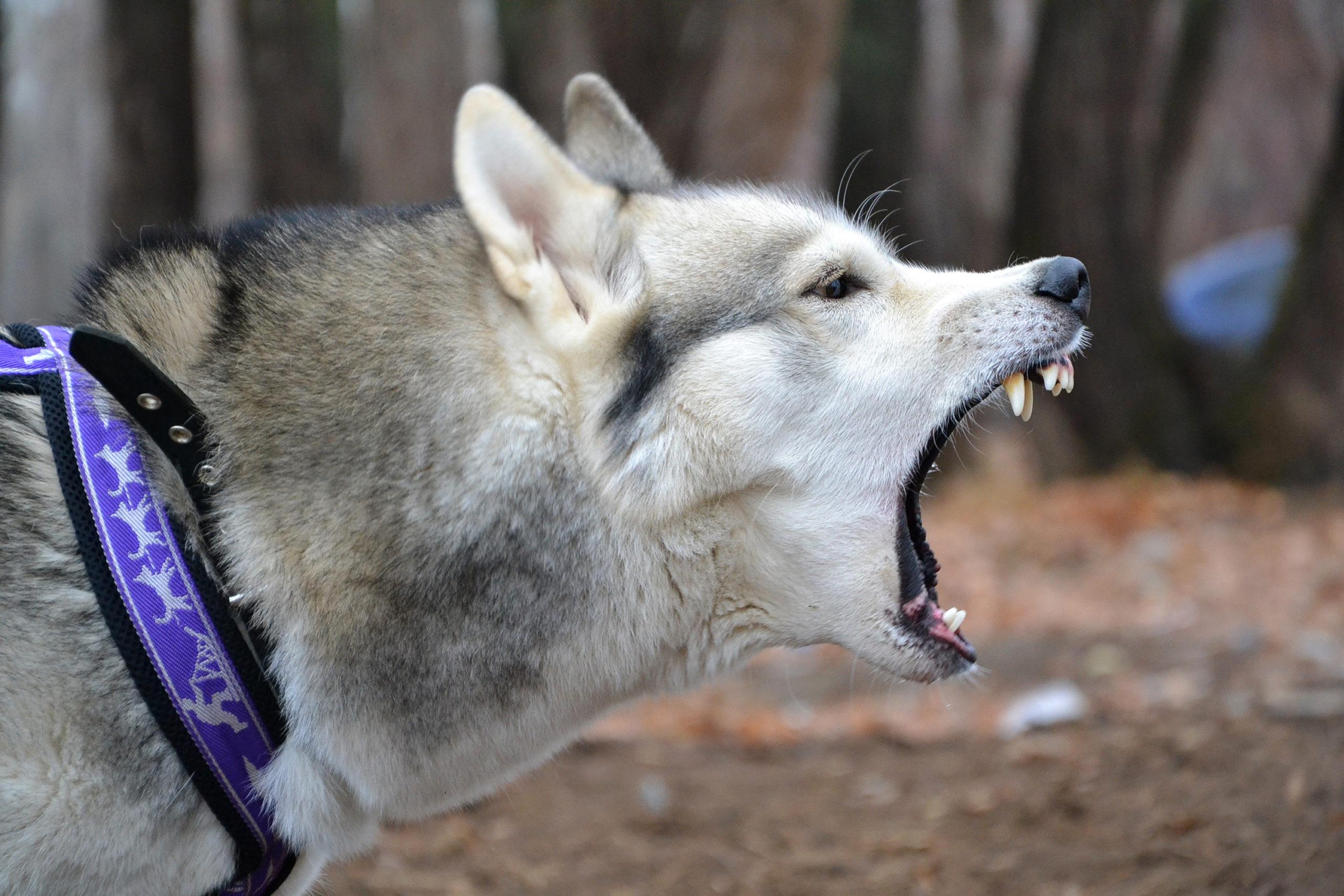 Bitten by a Friend’s Dog? Here’s What to Do