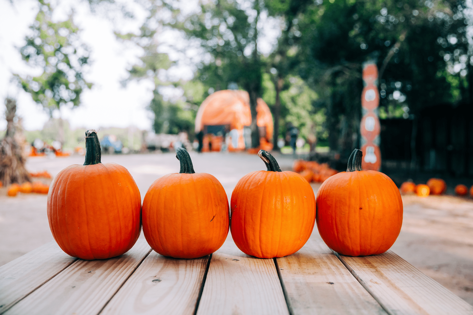 Get Prepared for Spooky Season