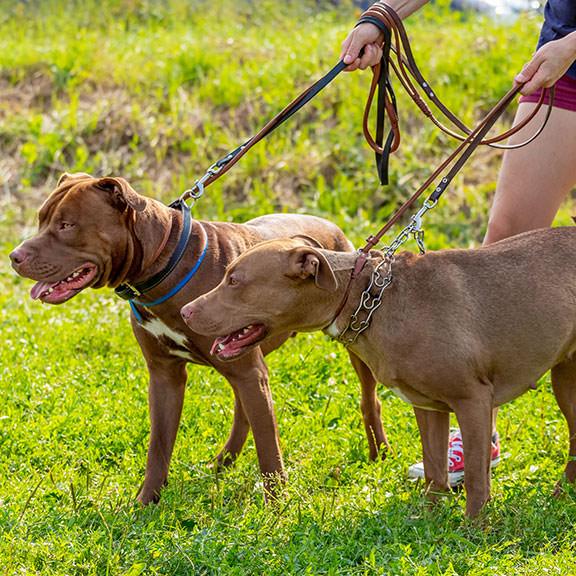 Owner restraining two dogs